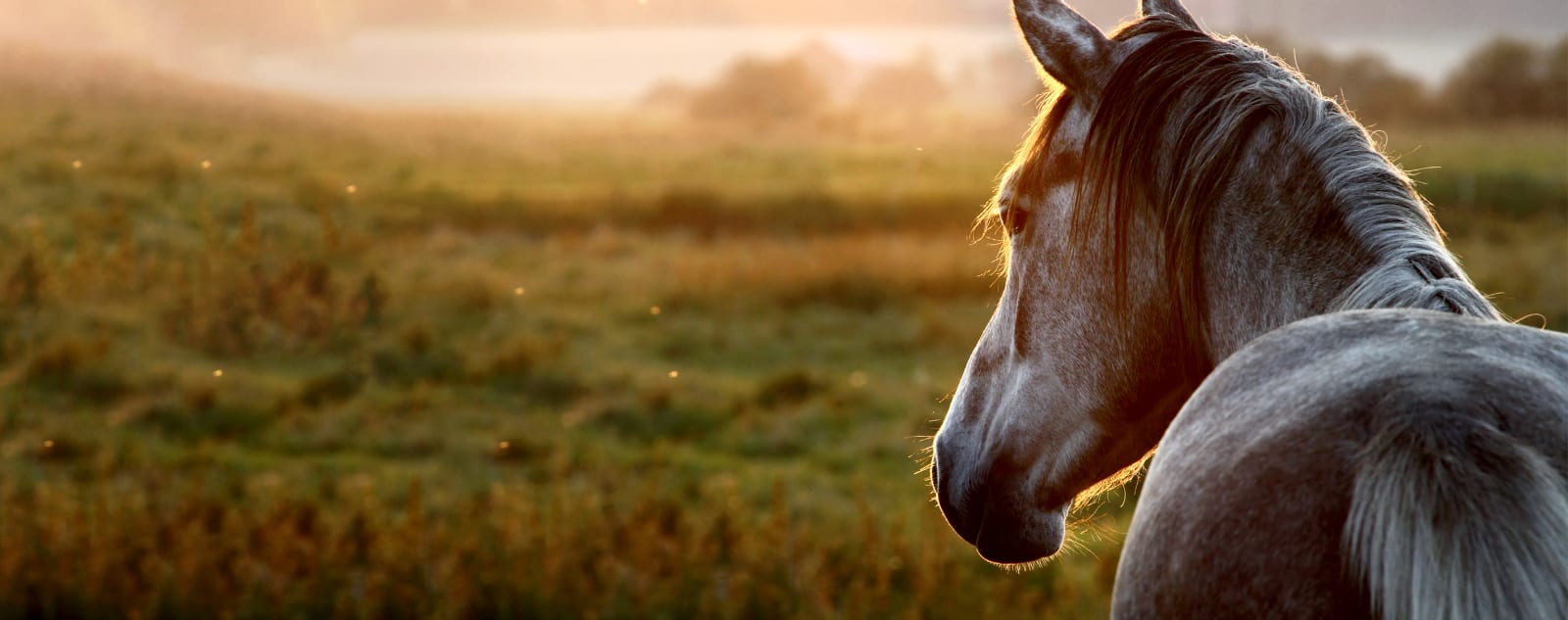 Equine Veterinary Care in Southborough
